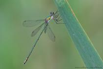 Gemeine Binsenjungfer